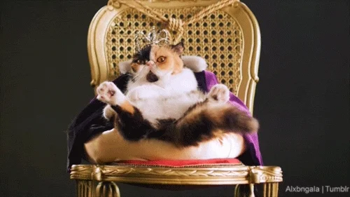 Eine nahtlose Nutzererfahrung macht aus Nutzer und Kunden Könige. Eine Katze sitzt mit Krone auf einem Thron